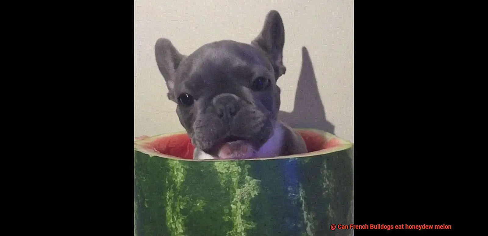 Can French Bulldogs eat honeydew melon-4