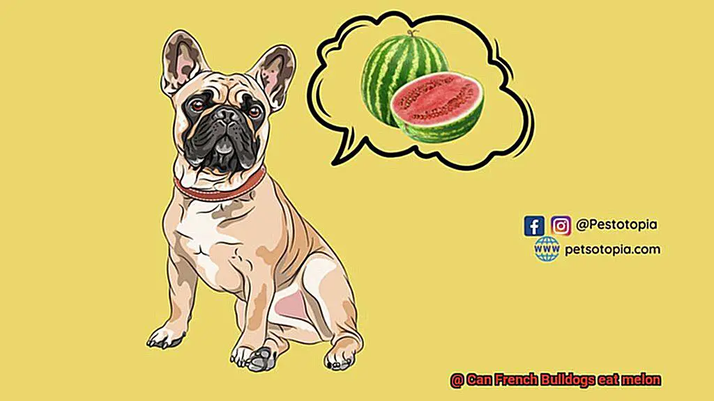 Can French Bulldogs eat melon-4