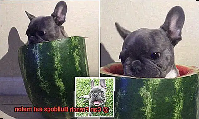 Can French Bulldogs eat melon-3