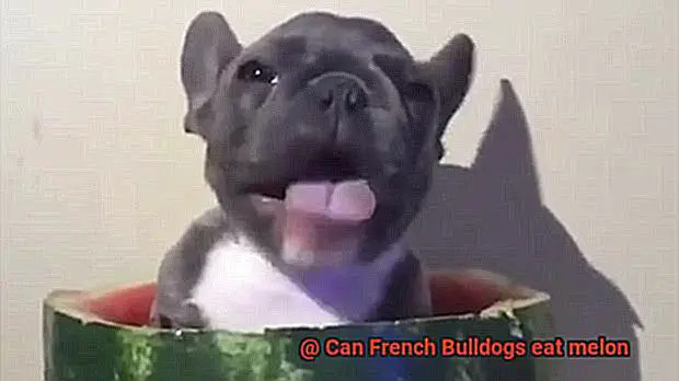 Can French Bulldogs eat melon-2
