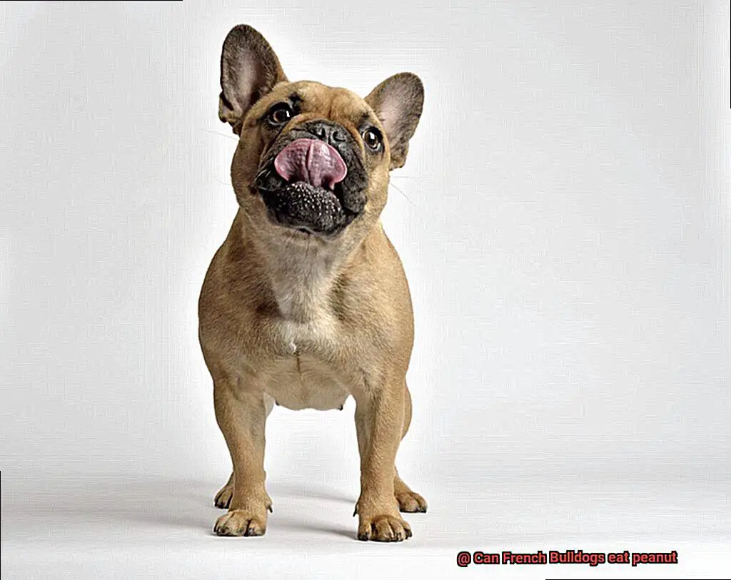 Can French Bulldogs eat peanut-2