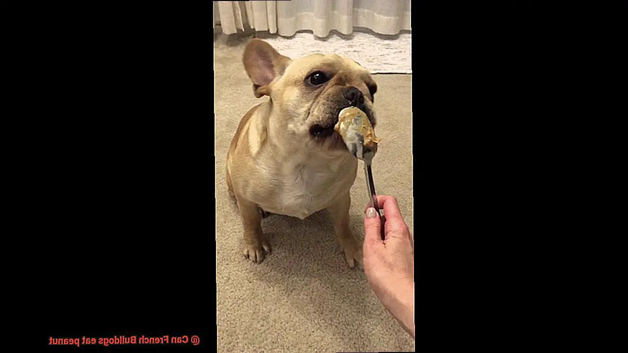 Can French Bulldogs eat peanut-3