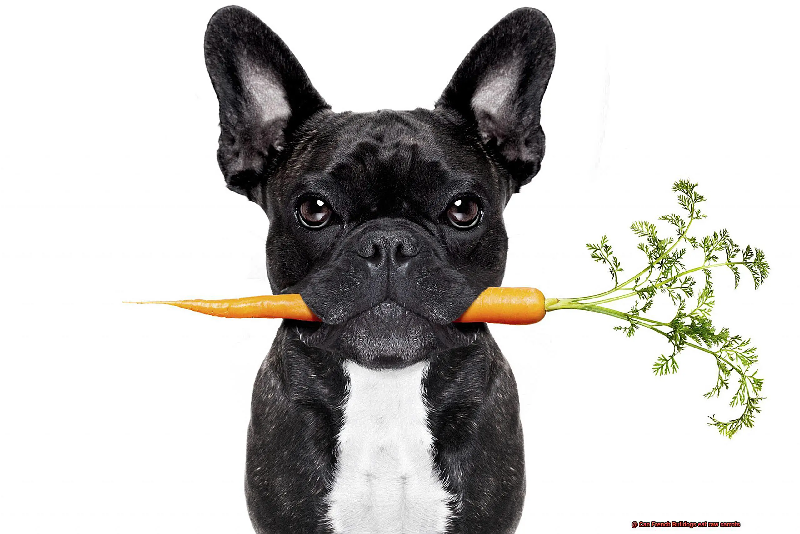 Can French Bulldogs eat raw carrots-2