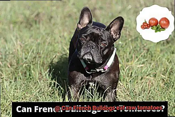 Can French Bulldogs eat raw tomatoes-3
