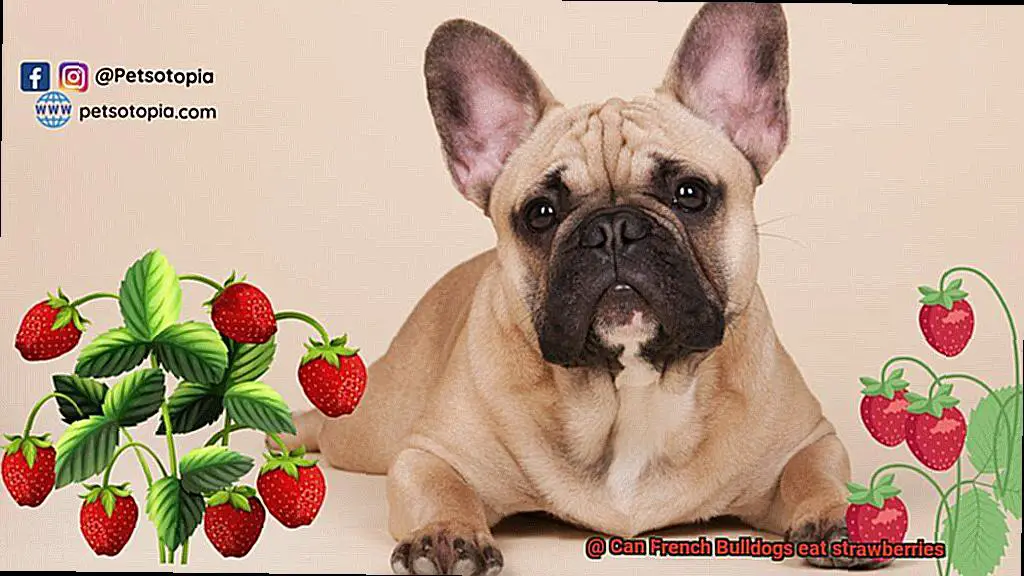 Can French Bulldogs eat strawberries-3