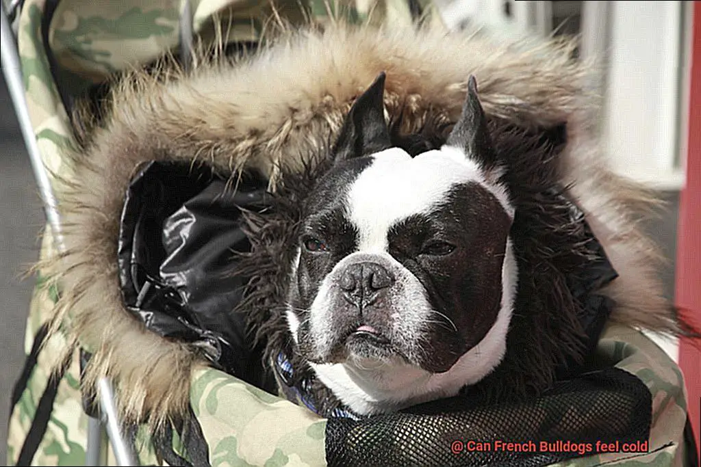 Can French Bulldogs feel cold-5