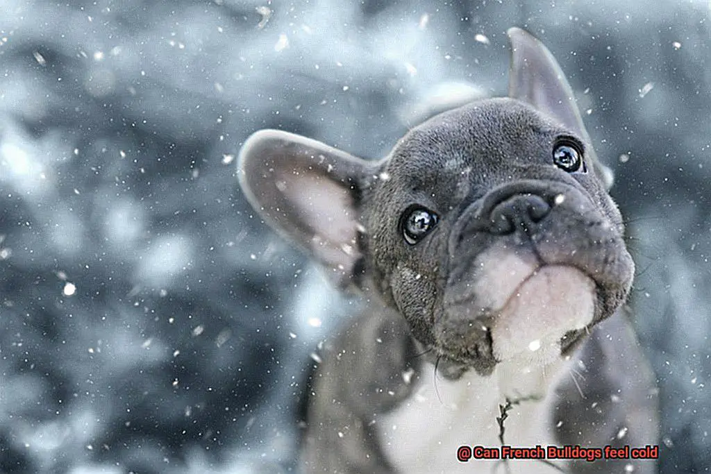 Can French Bulldogs feel cold-2