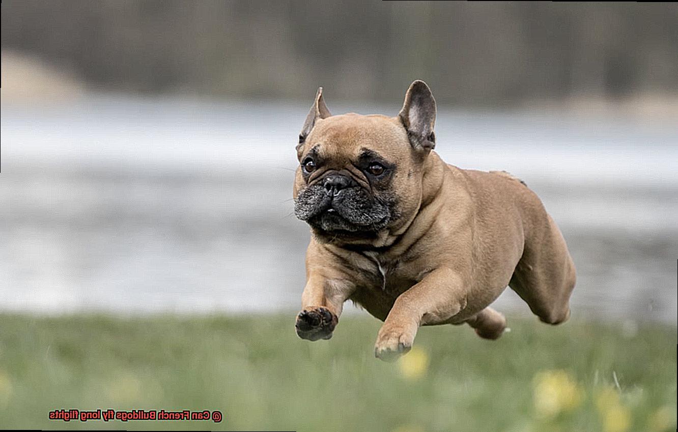 Can French Bulldogs fly long flights-4