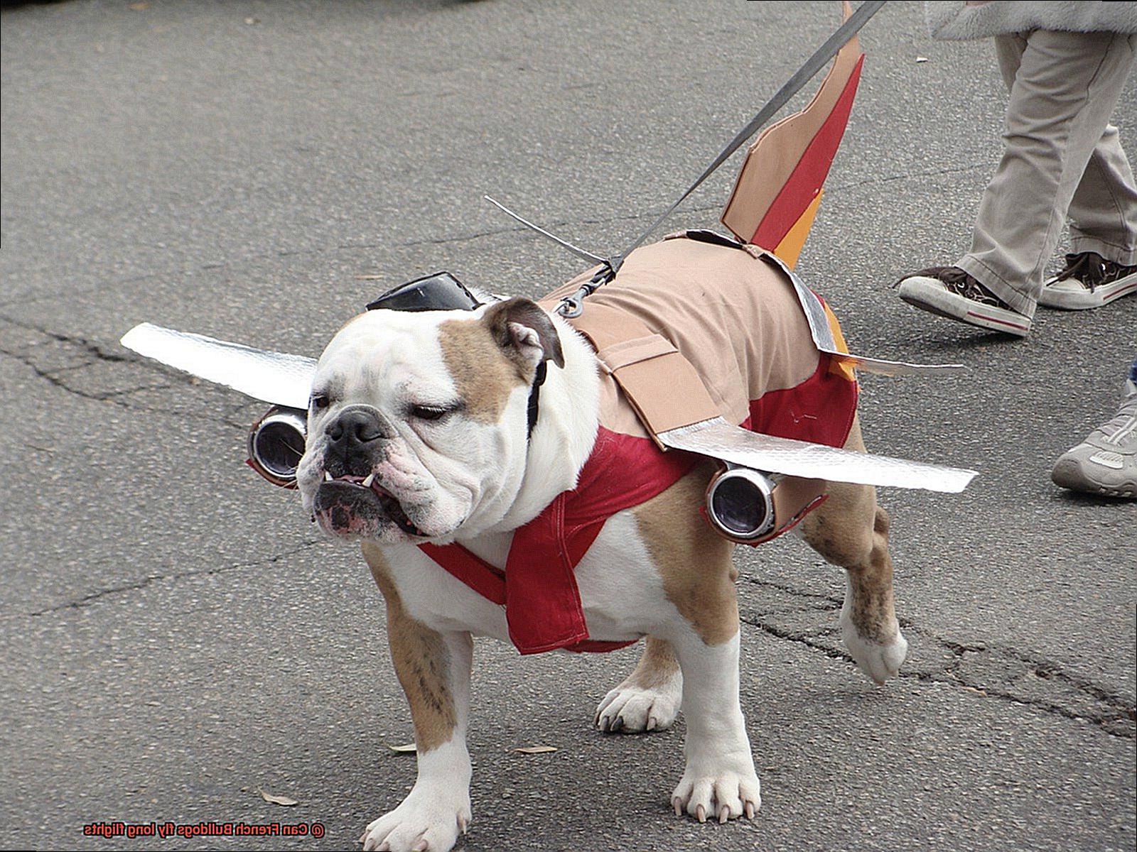 Can French Bulldogs fly long flights-2