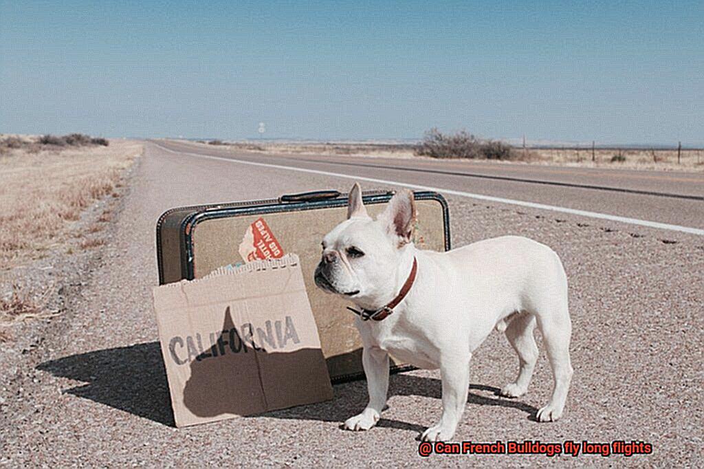 Can French Bulldogs fly long flights-5