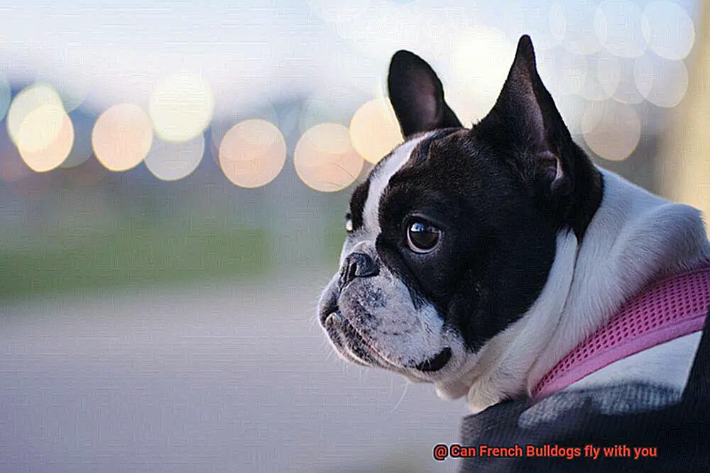 Can French Bulldogs fly with you-2