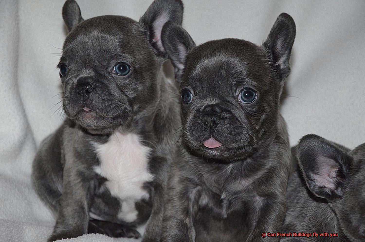 Can French Bulldogs fly with you-3