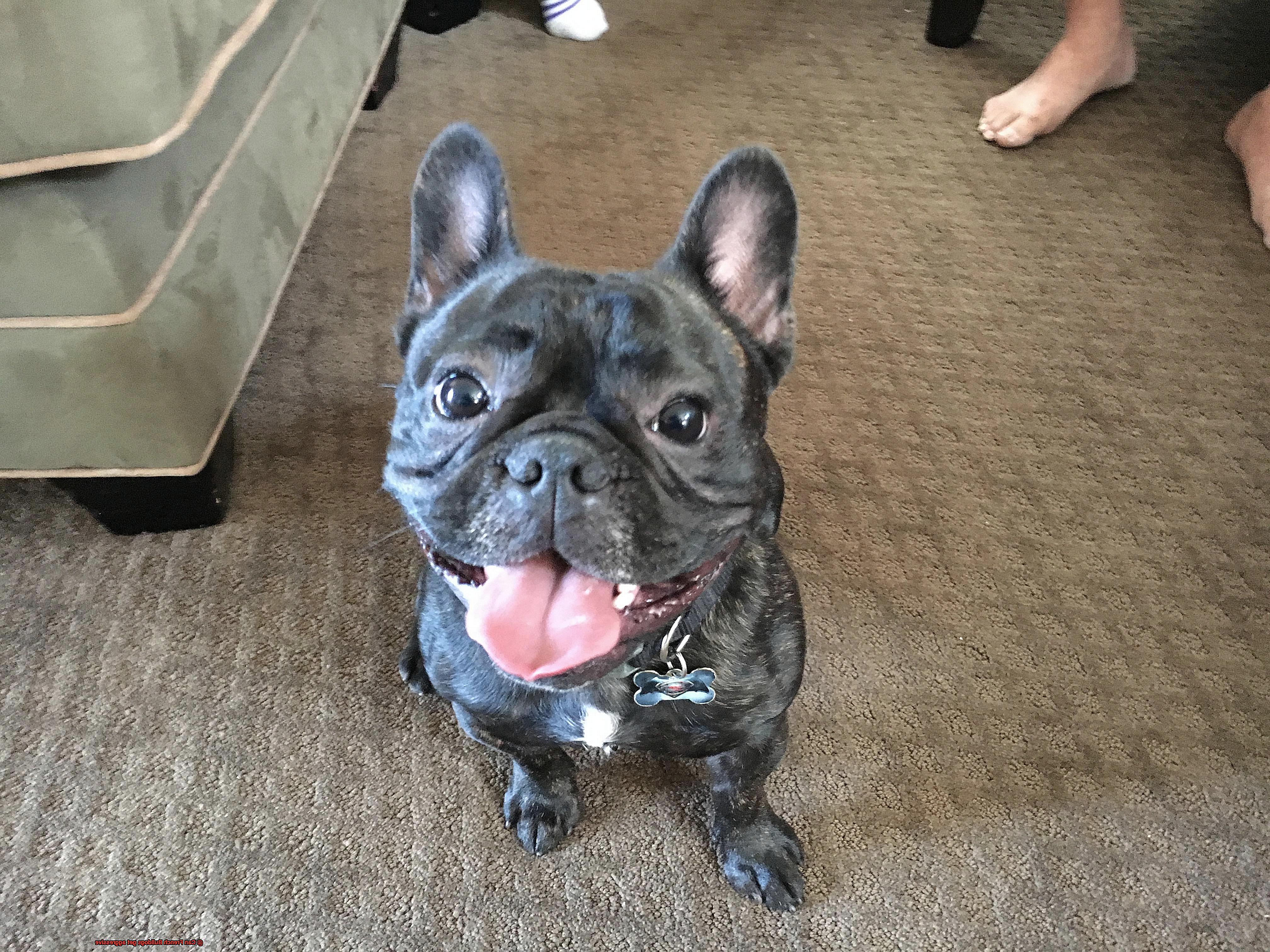 Can French Bulldogs get aggressive-6