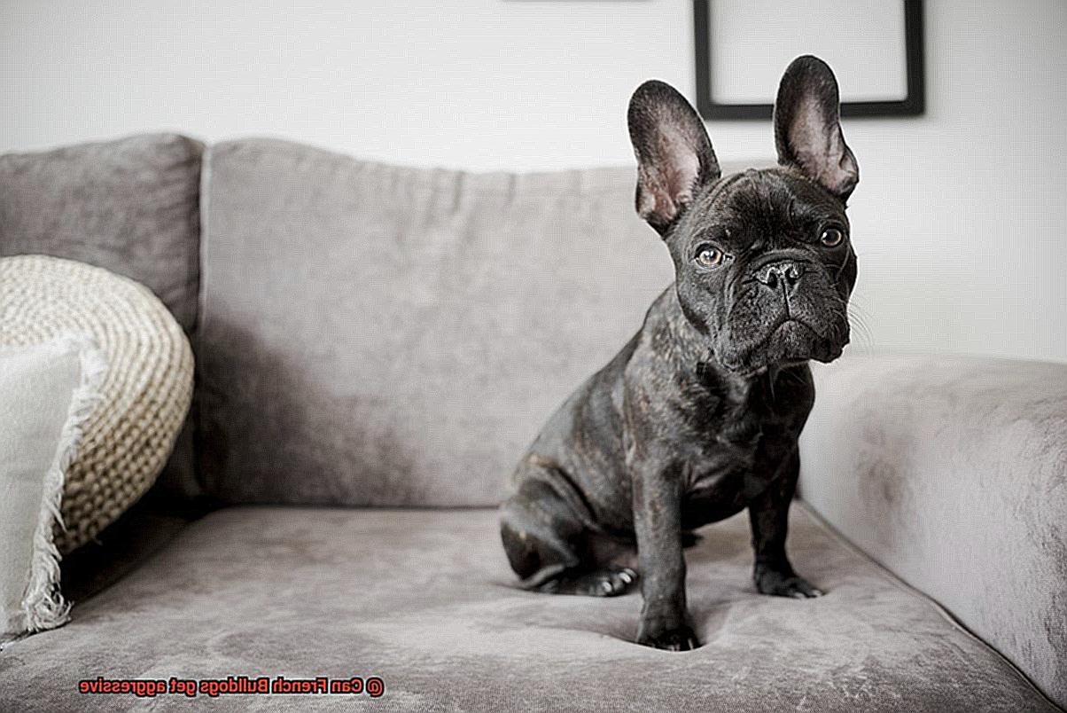 Can French Bulldogs get aggressive-4