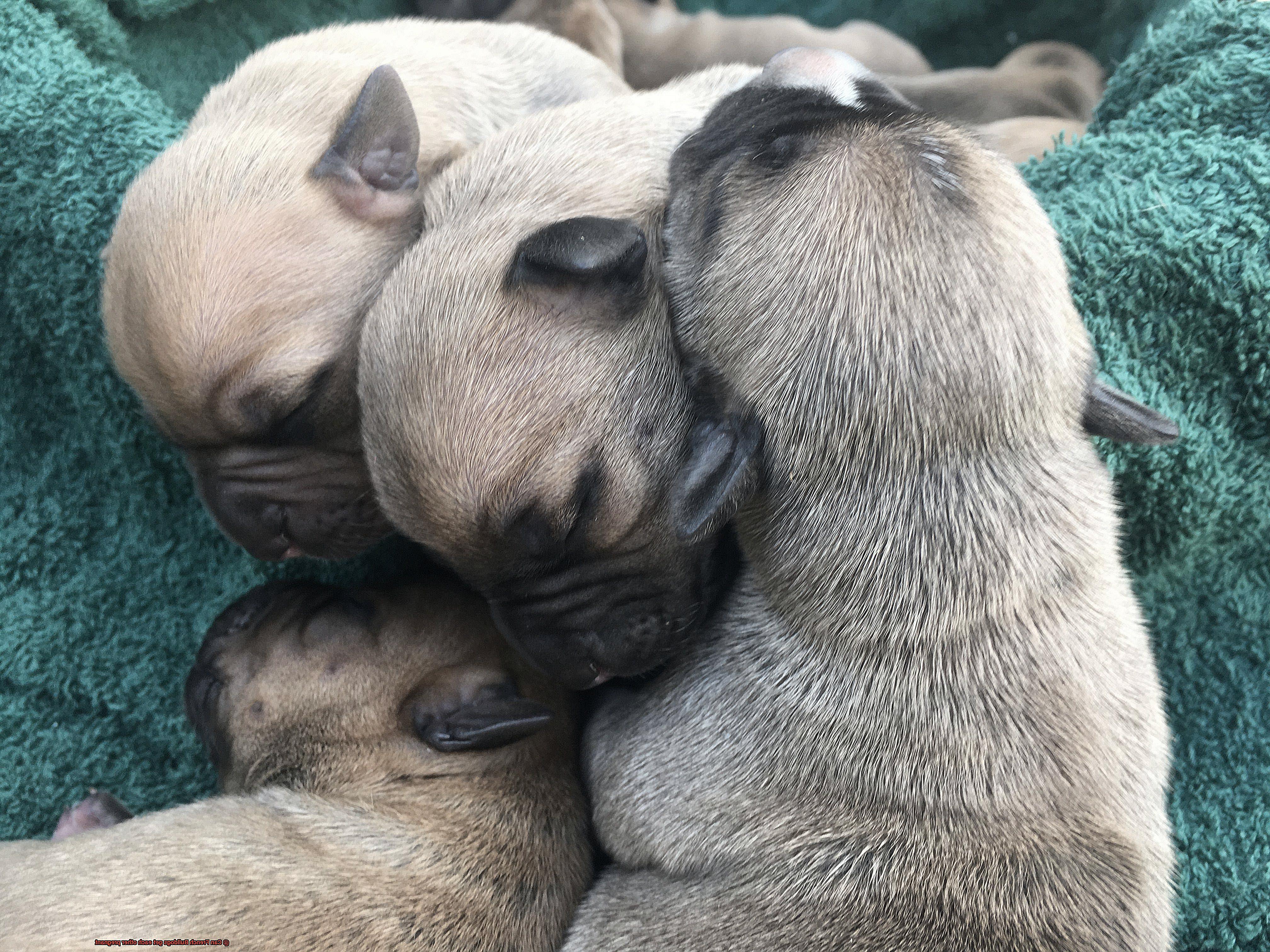 Can French Bulldogs get each other pregnant-3