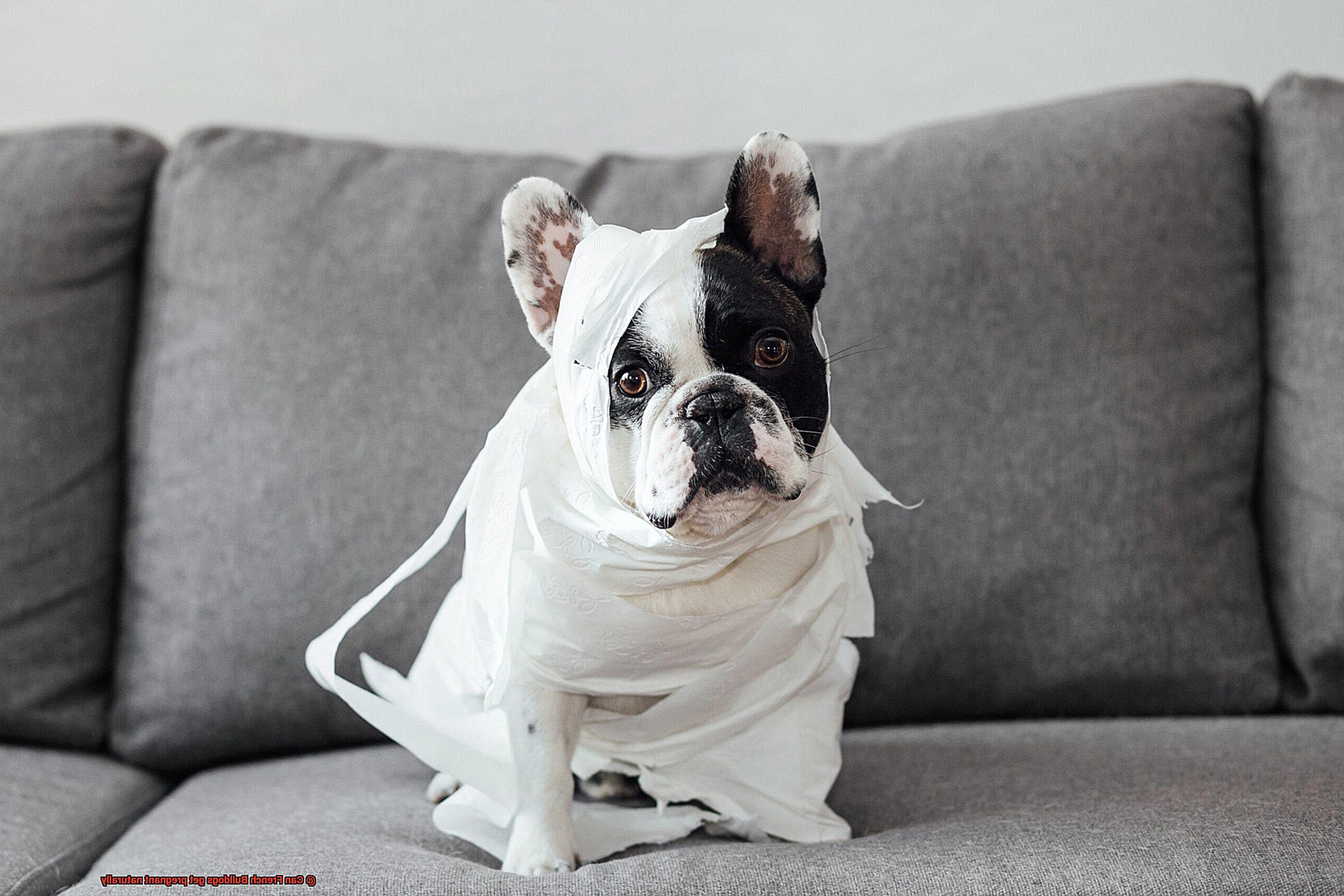 Can French Bulldogs get pregnant naturally-8