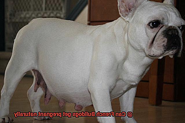 Can French Bulldogs get pregnant naturally-4