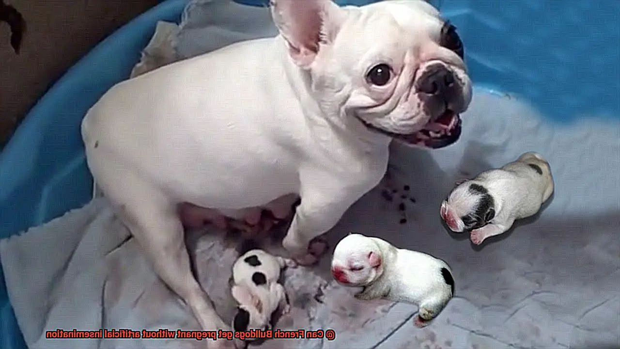 Can French Bulldogs get pregnant without artificial insemination-2