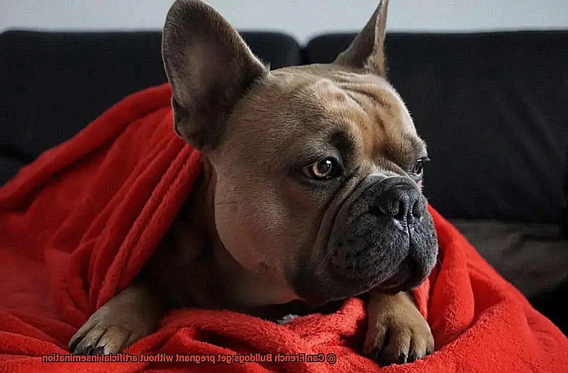 Can French Bulldogs get pregnant without artificial insemination-6