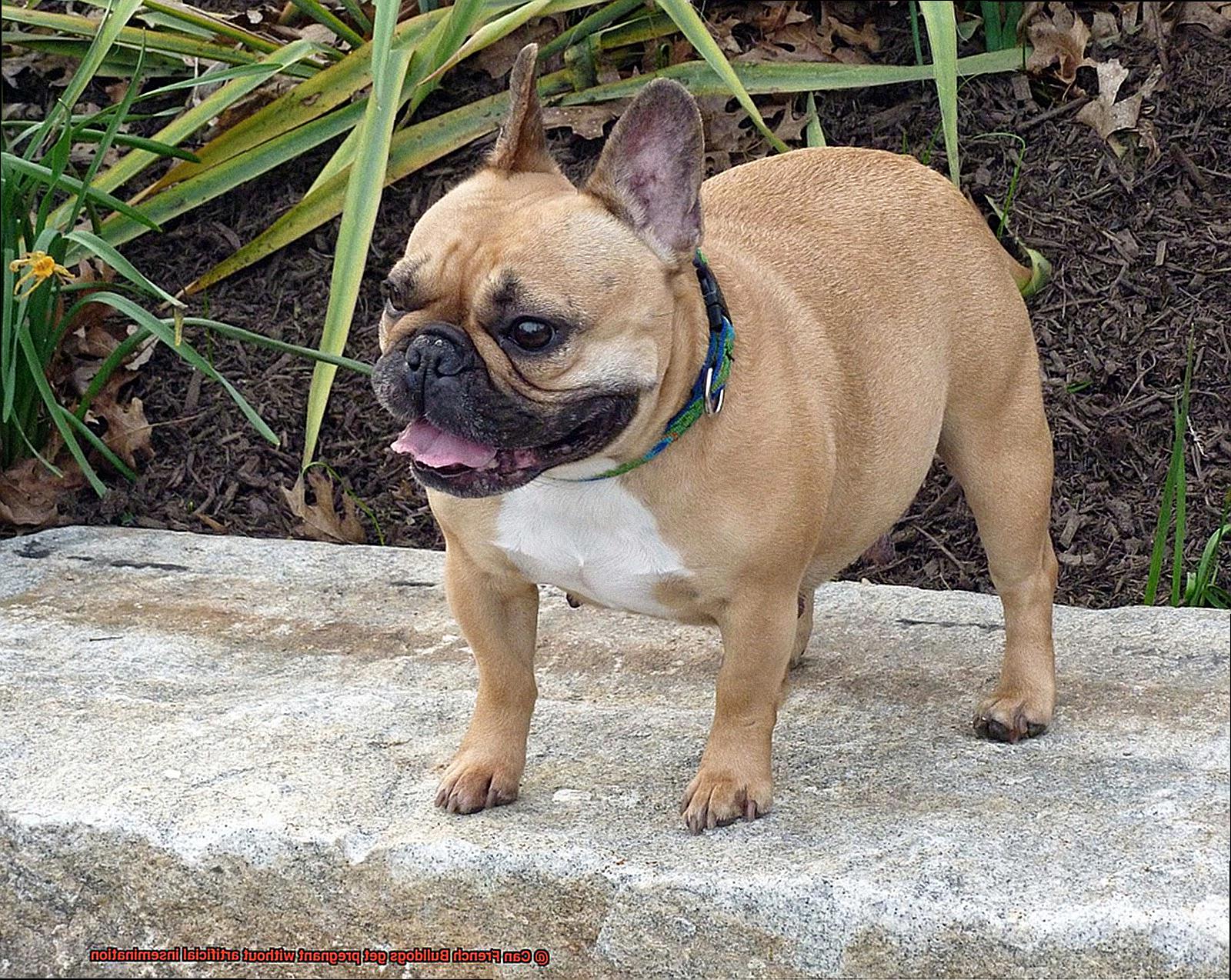 Can French Bulldogs get pregnant without artificial insemination-3