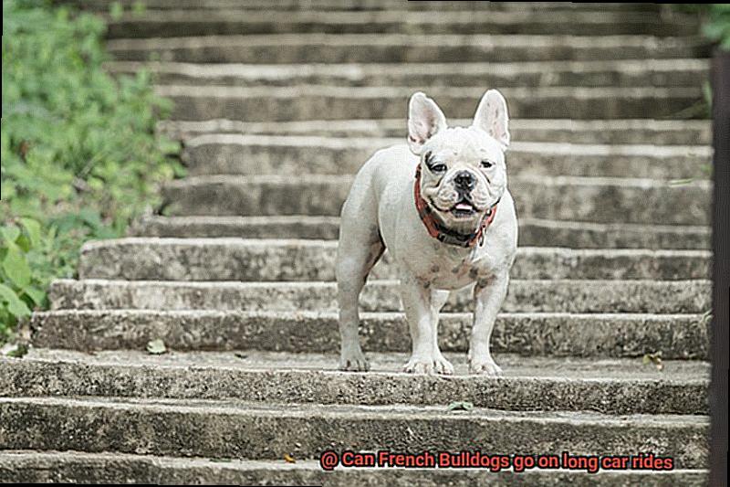 Can French Bulldogs go on long car rides-6