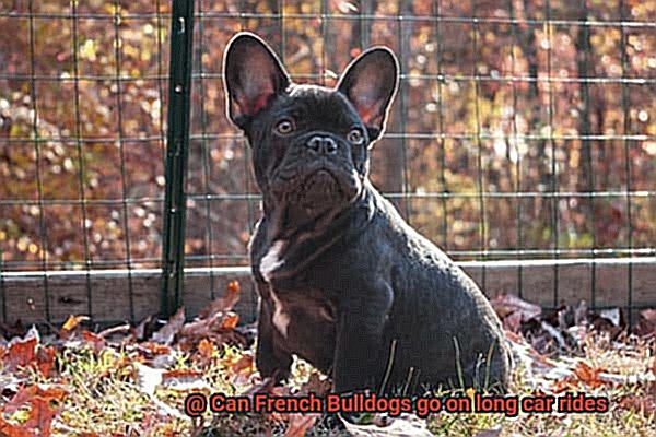 Can French Bulldogs go on long car rides-4