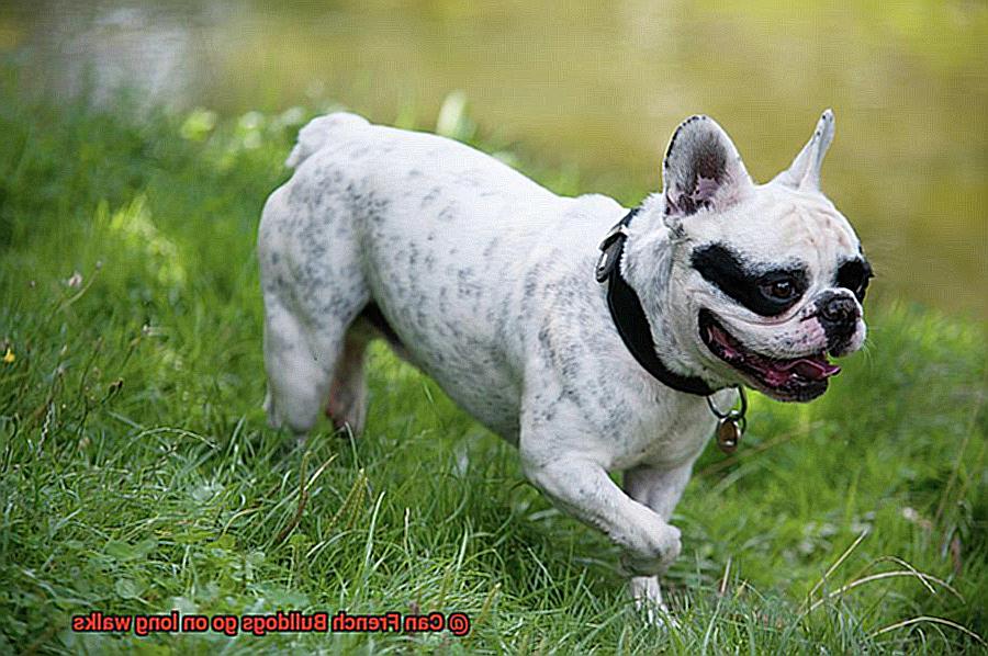 Can French Bulldogs go on long walks-2
