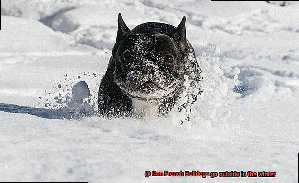 Can French Bulldogs go outside in the winter-4