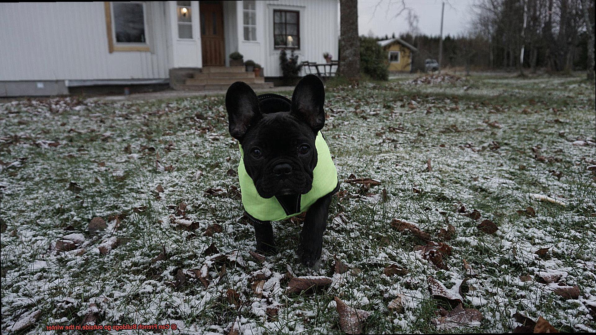 Can French Bulldogs go outside in the winter-3