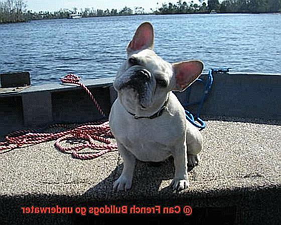 Can French Bulldogs go underwater-2