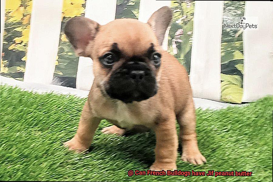 Can French Bulldogs have Jif peanut butter-4