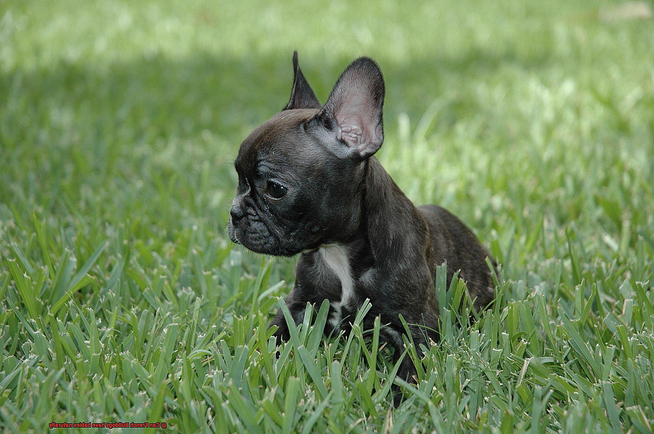 Can French Bulldogs have babies naturally-4