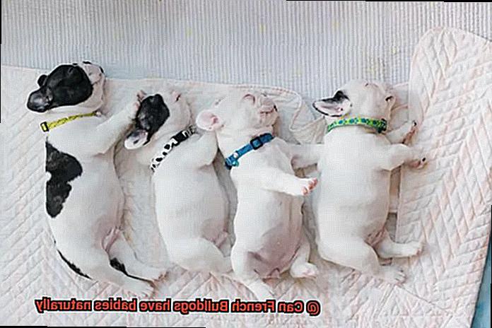 Can French Bulldogs have babies naturally-5