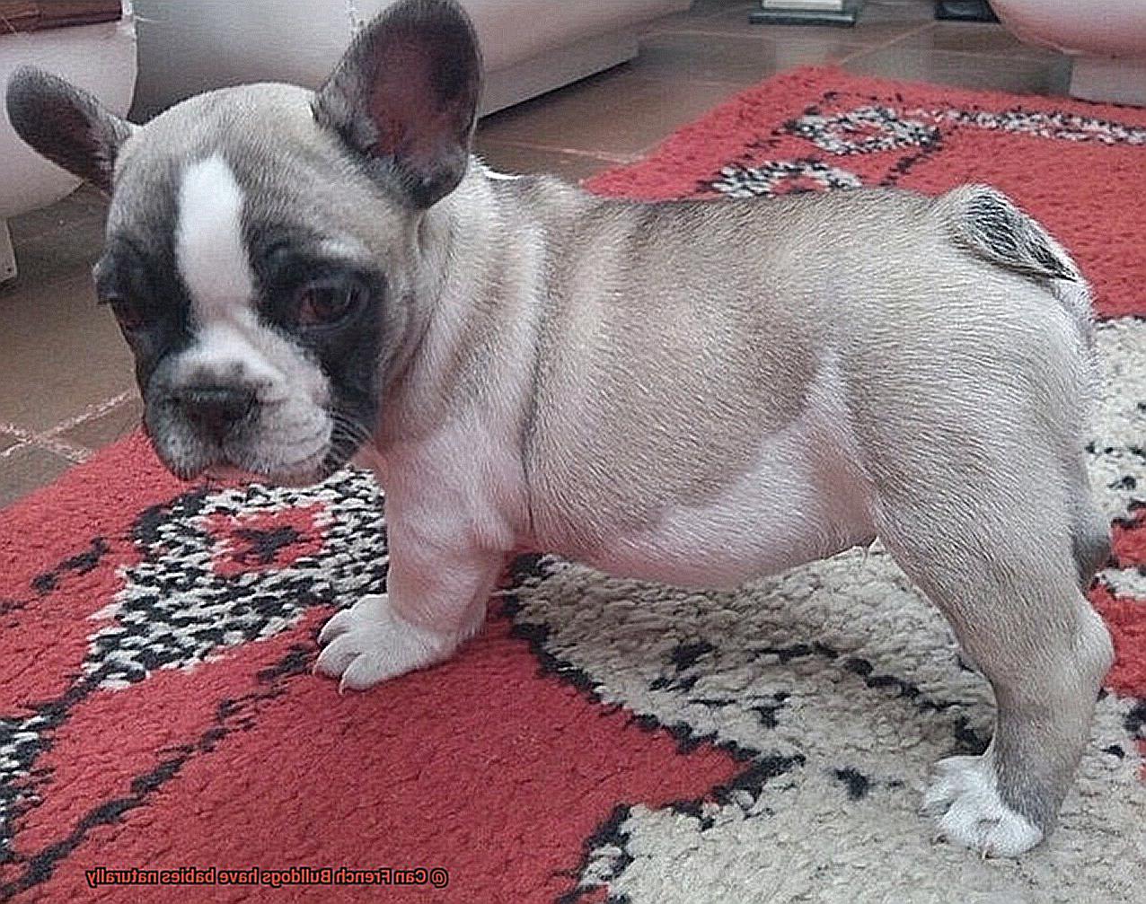 Can French Bulldogs have babies naturally-6