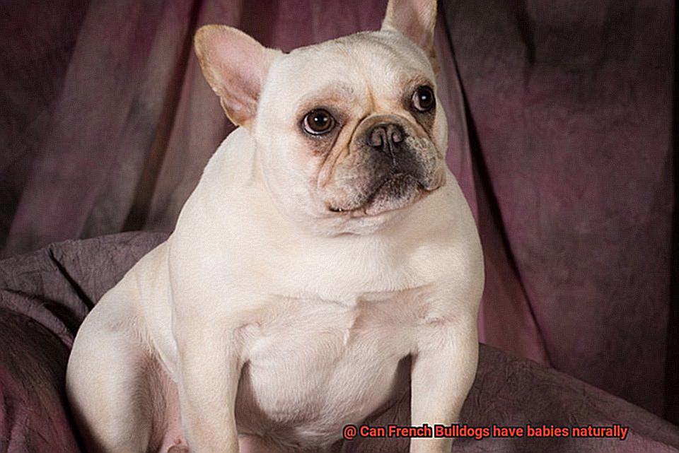 Can French Bulldogs have babies naturally-2