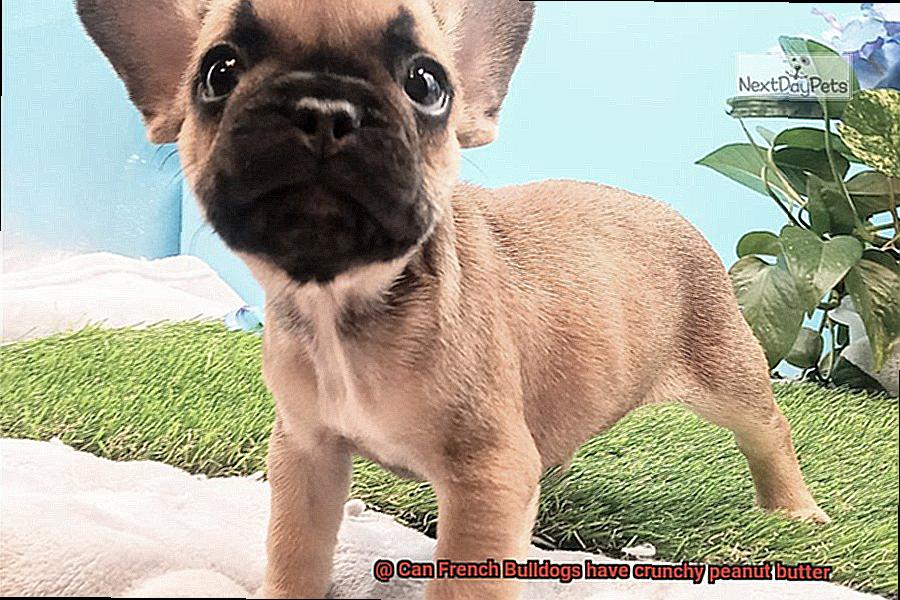 Can French Bulldogs have crunchy peanut butter-3