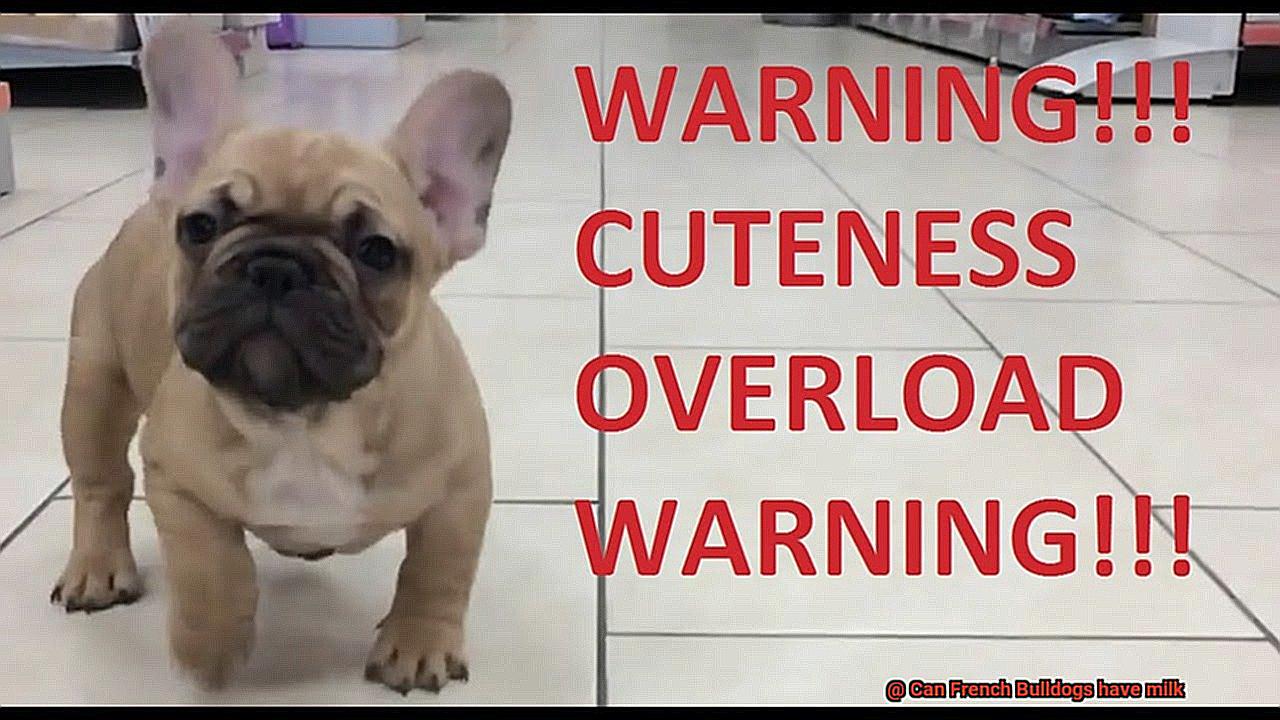Can French Bulldogs have milk-2
