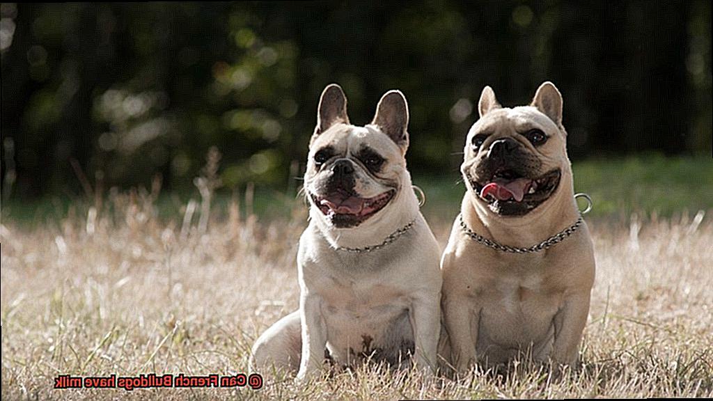 Can French Bulldogs have milk-3