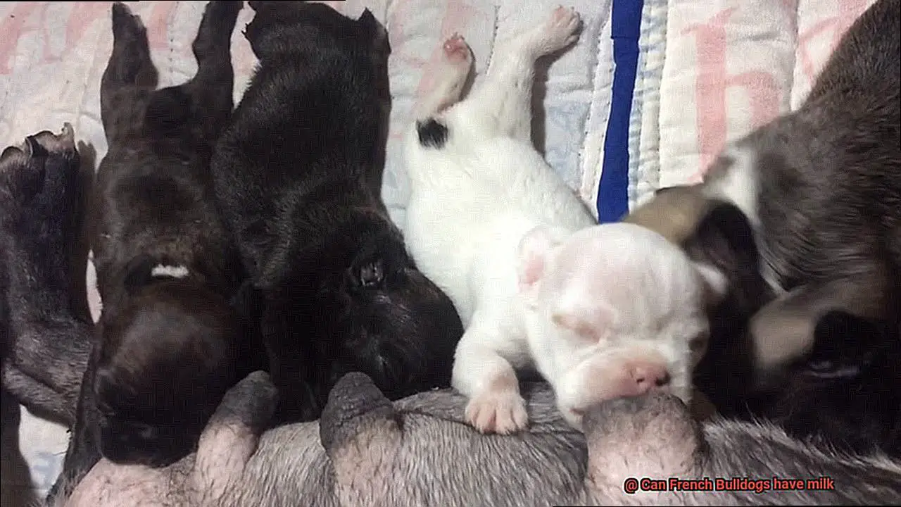 Can French Bulldogs have milk-4
