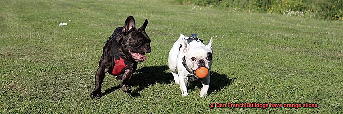 Can French Bulldogs have orange slices-3