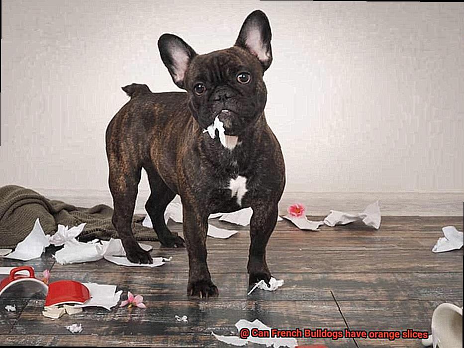 Can French Bulldogs have orange slices-2