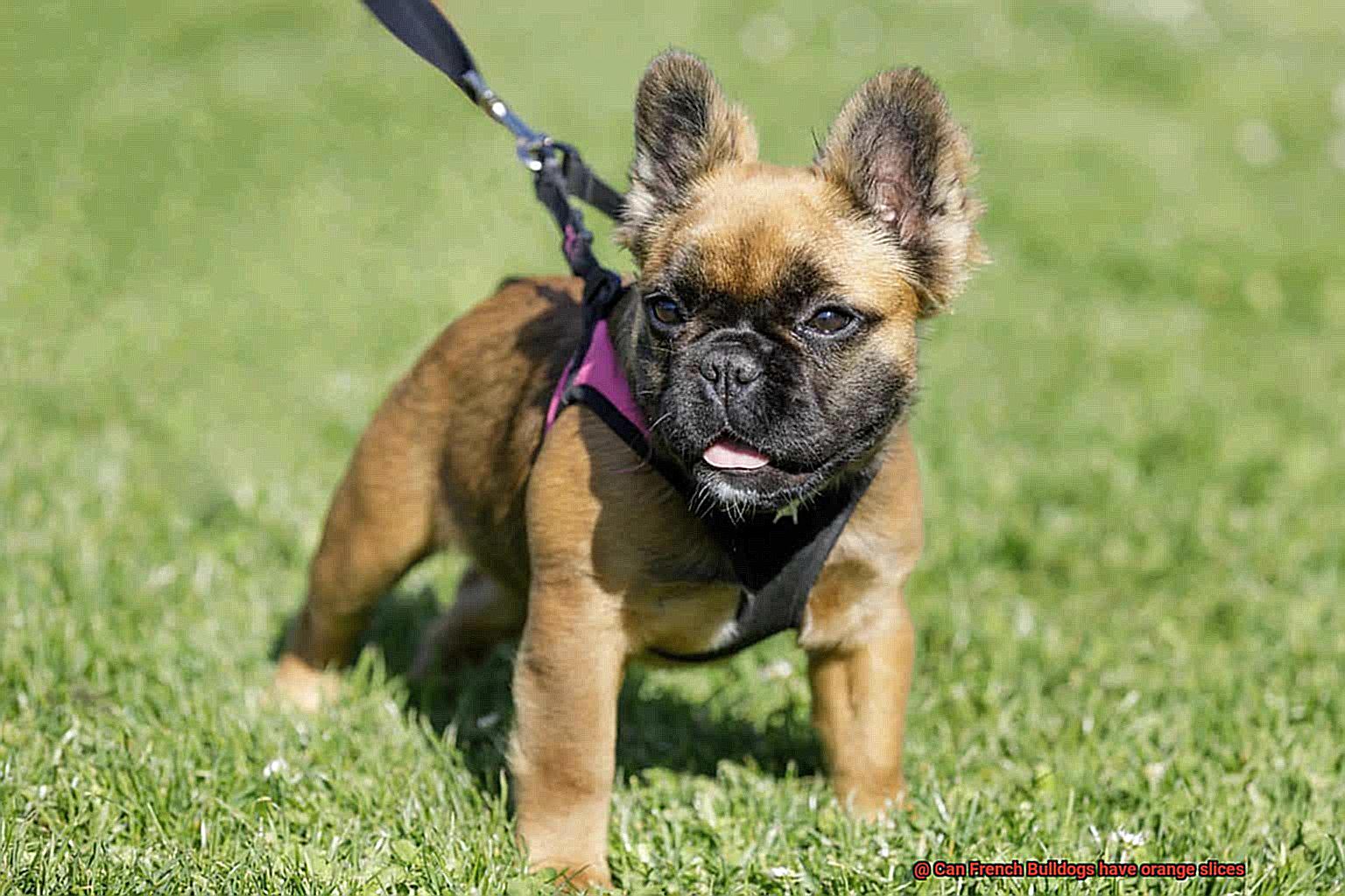 Can French Bulldogs have orange slices-5