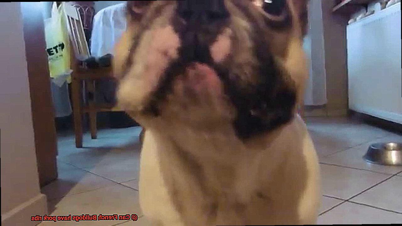 Can French Bulldogs have pork ribs-3