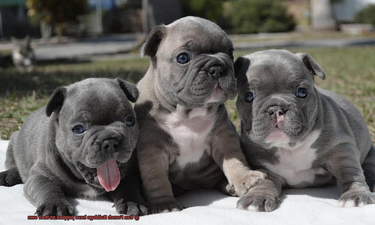 Can French Bulldogs have puppies on their own-2