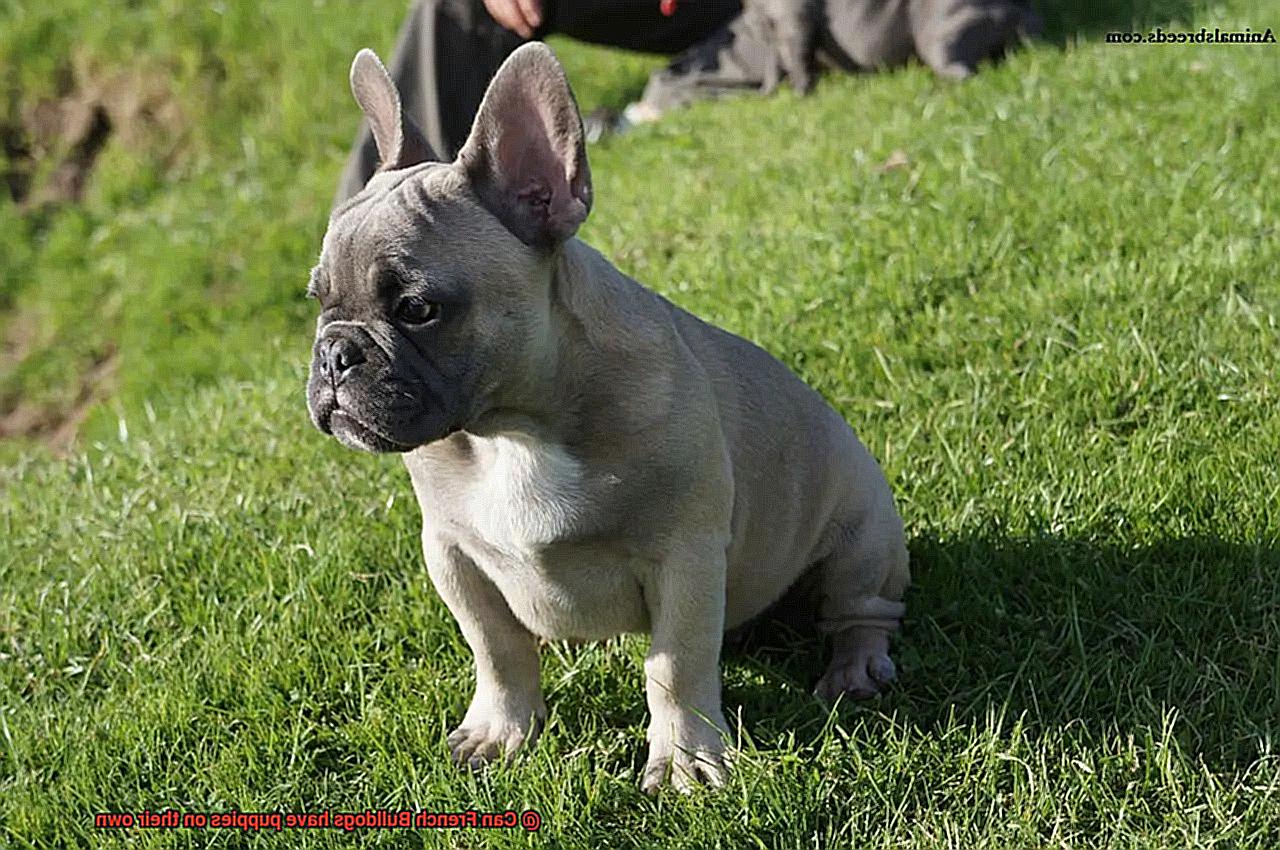 Can French Bulldogs have puppies on their own-3