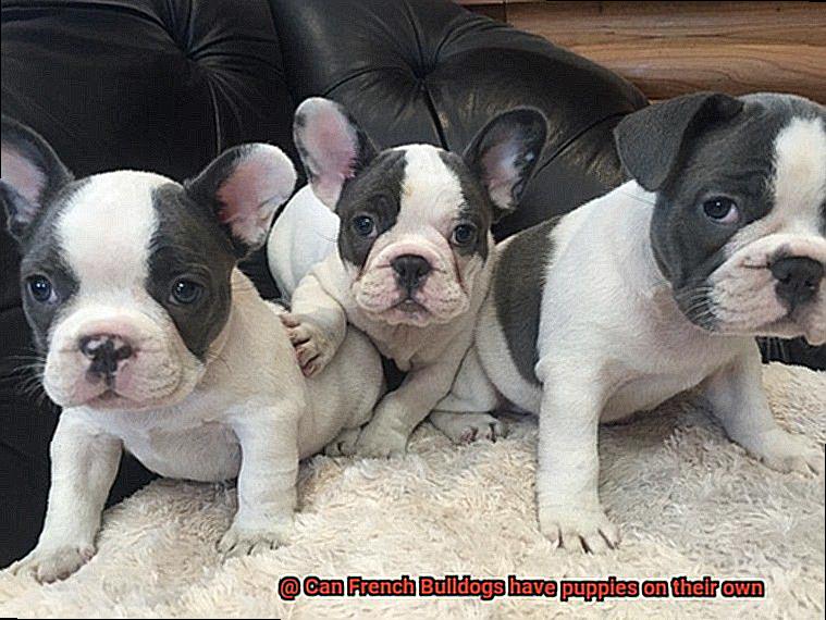 Can French Bulldogs have puppies on their own-4