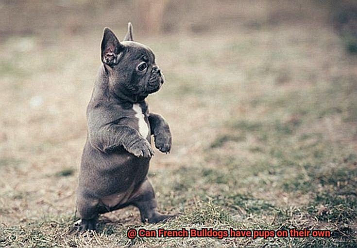 Can French Bulldogs have pups on their own-5