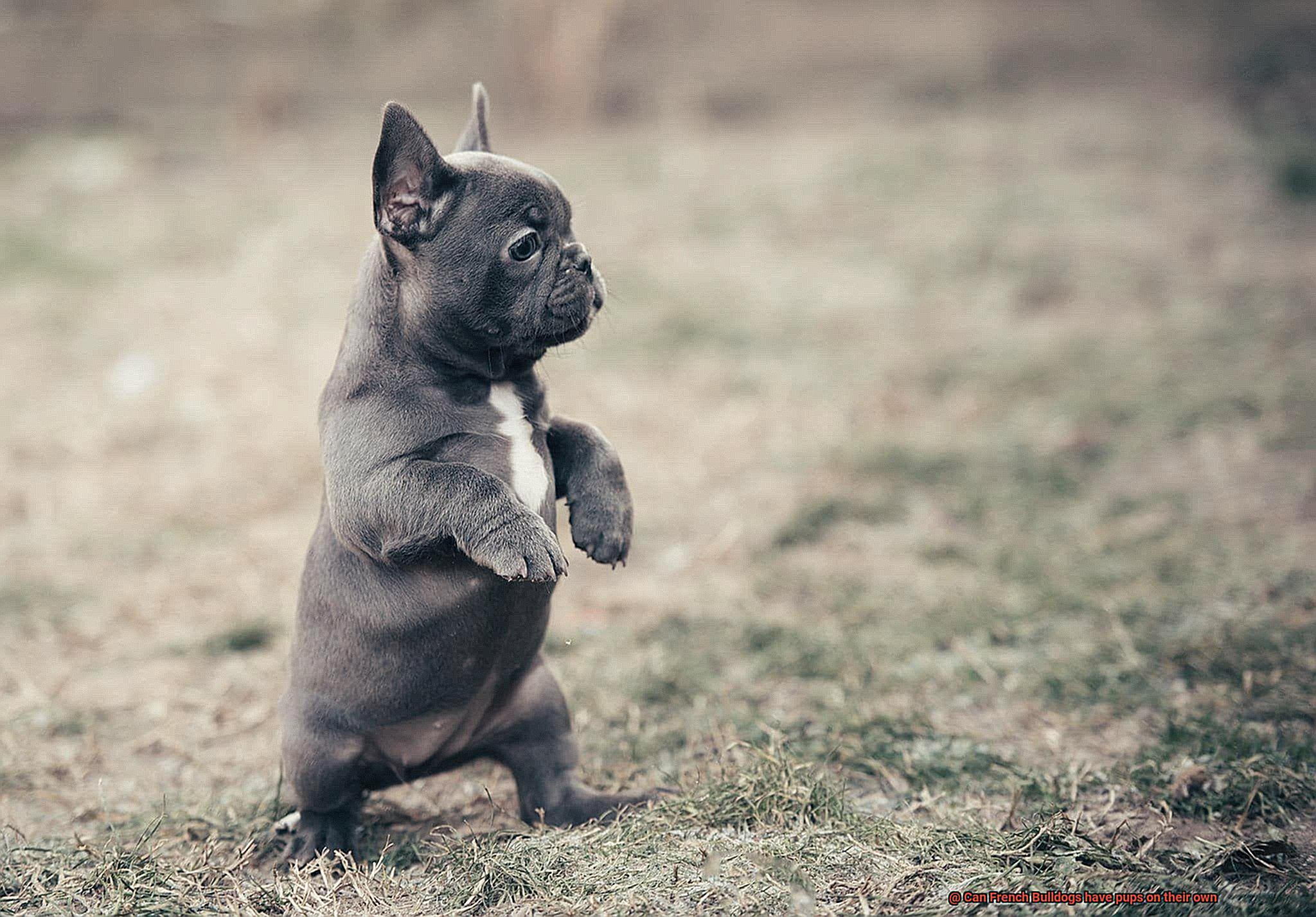 Can French Bulldogs have pups on their own-2