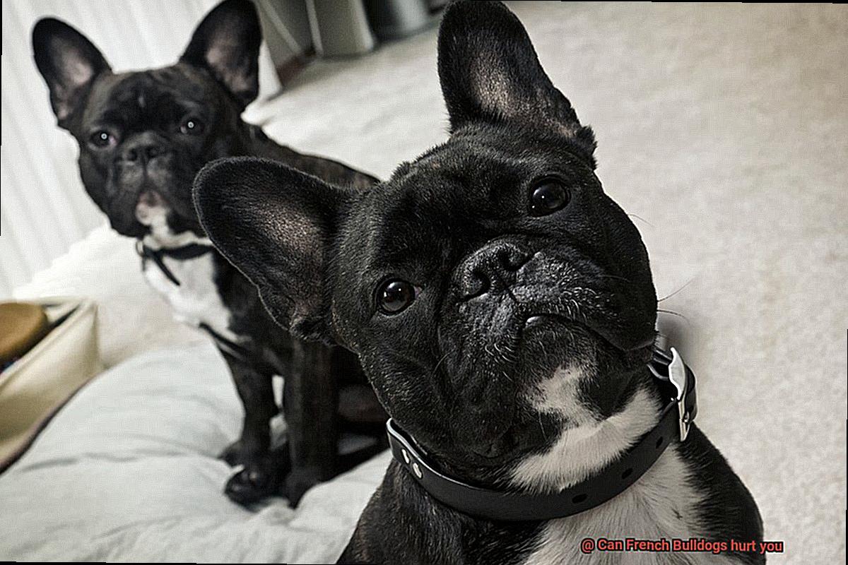 Can French Bulldogs hurt you-2