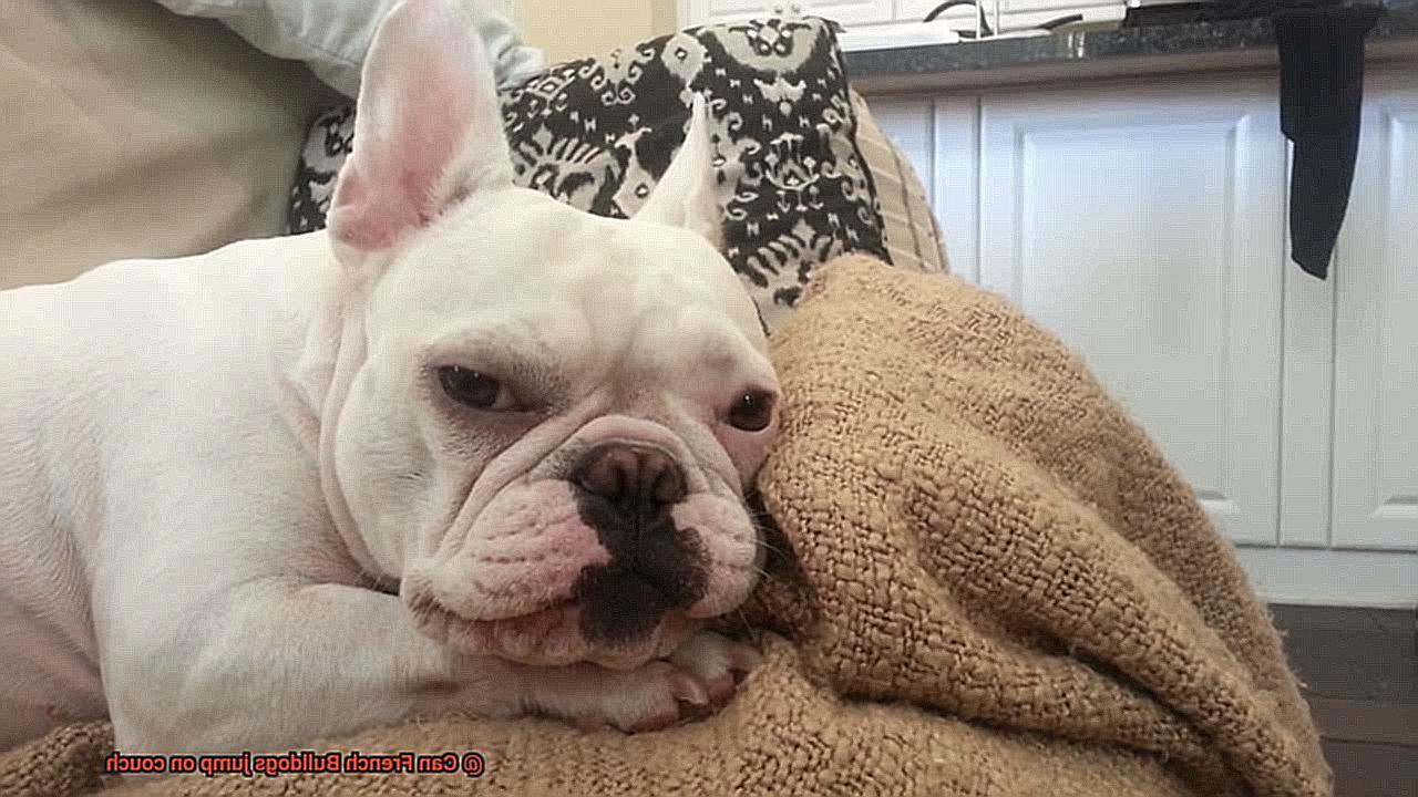 Can French Bulldogs jump on couch-2